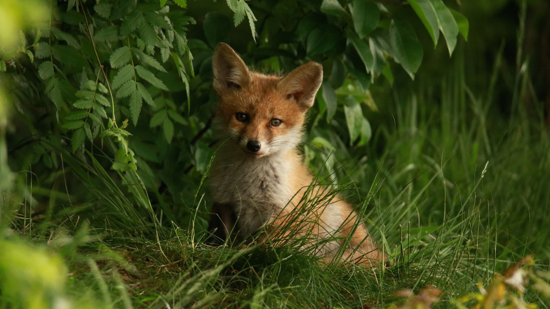 Fox in grass looking at the camera