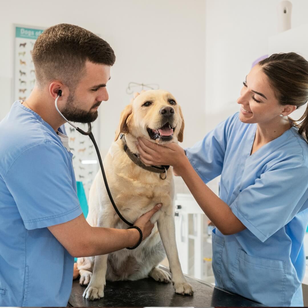 Veterinarian and nurse using a stethoscope on a golden labrador.