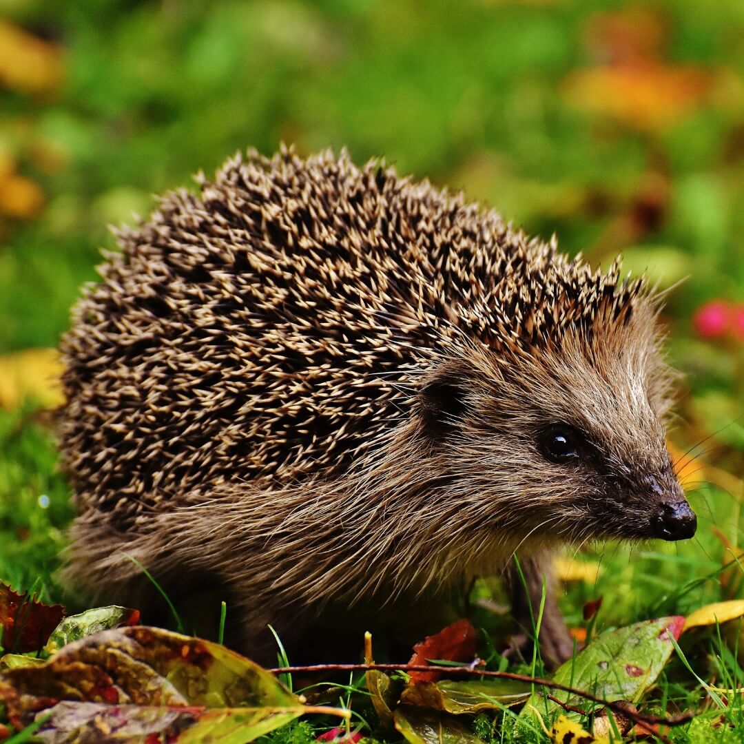 Hedgehog on grass.