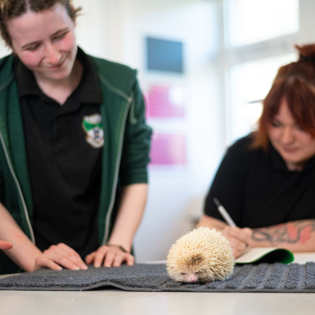 Group of students looking at an albino hedgehog