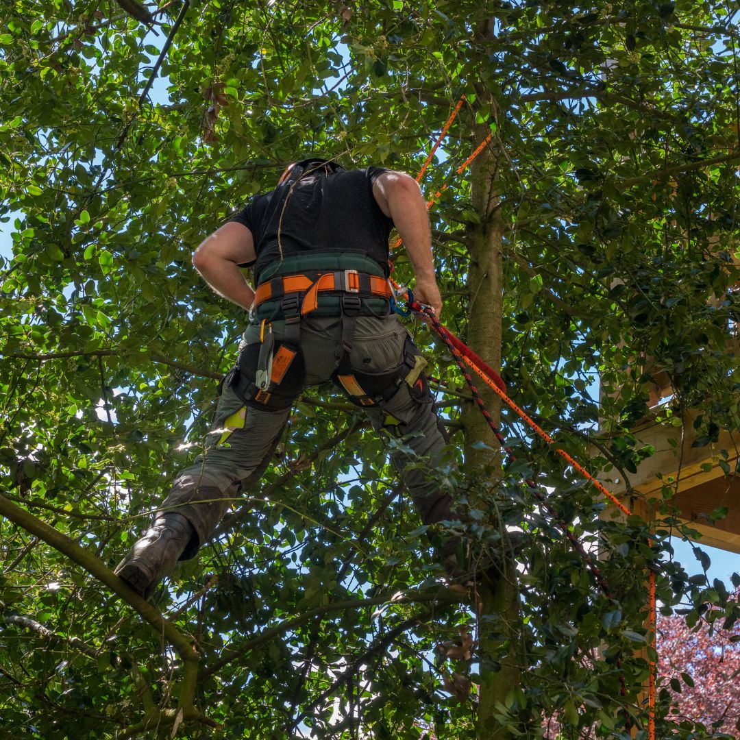 Close up of person using chainsaw to cut tree branch.