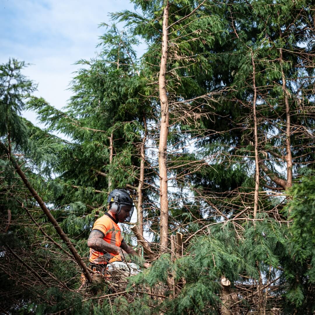 Man standing holding chainsaw.