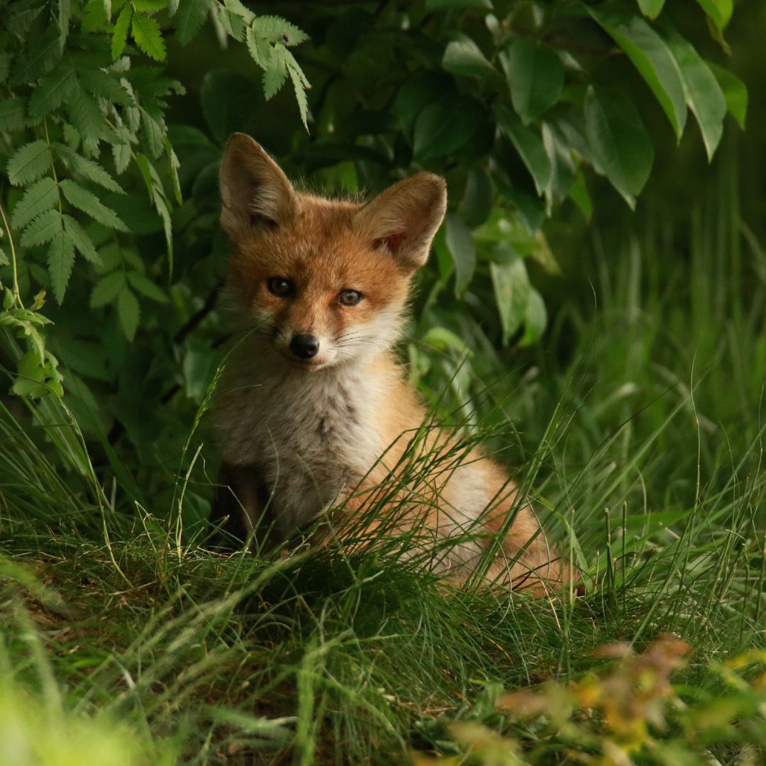 Fox in grass looking at the camera